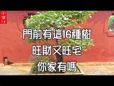 龍眼樹風水|【龍眼樹風水】《龍眼樹風水指南：提升家居能量的秘密武器》